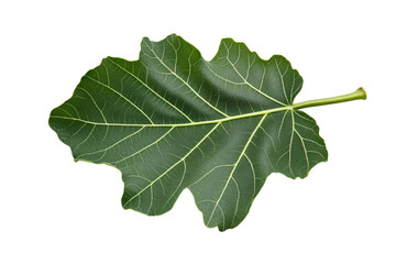Close-up of a Vibrant Green Leaf . Transparent background PNG