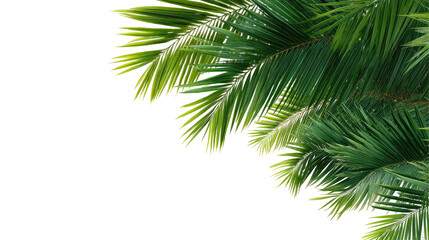 Naklejka premium Palm Leaves Frame Isolated on Transparent Background