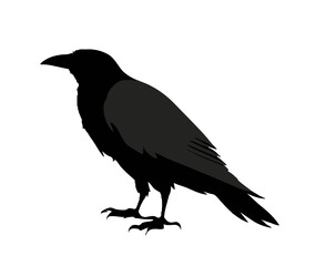 Obraz premium crow on a white background vector