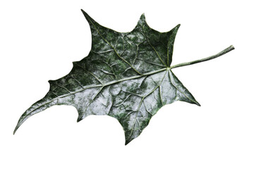Fototapeta premium Intricate Veined Leaf Detail . Transparent background PNG