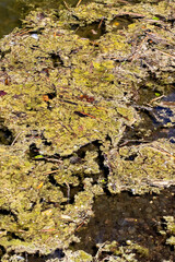 Close up view of a swamp area covered in green algae and leaves