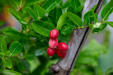 Close-up view of wet red Bengal-currants on branch