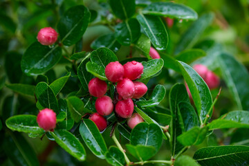 Obraz premium Close-up view of wet red Bengal-currants on branch