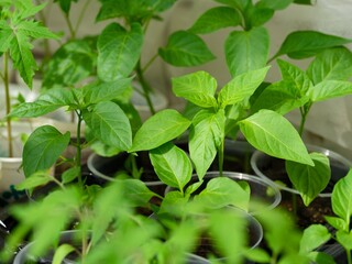 Pepper plant seedlings in plastic containers. Close-up