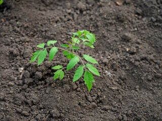 Tomato plant seedling planted in soil