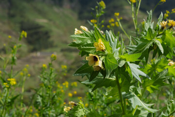 Fototapeta premium The poisonous plant is henbane black, Hyoscyamus niger, close up