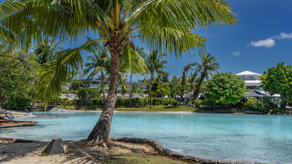 Beautiful palm tree on the shore of a swimming pool. The trunk bent over the aquamarine water....