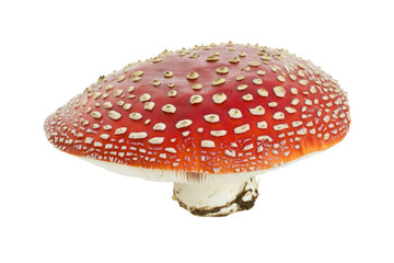 Obraz premium Stunning Red Spotted Mushroom Closeup . Transparent background PNG