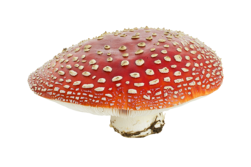 Stunning Red Spotted Mushroom Closeup . Transparent background PNG