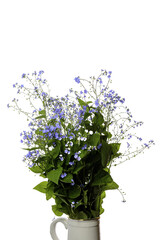 forget me not flowers