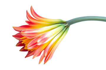 Naklejka premium Stunning Vibrant Flower in Full Bloom . Transparent background PNG