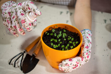 Female hands in garden gloves spray seedlings in an orange pot, close-up. Nearby are garden tools. The scene conveys coziness and care for plants at home.
