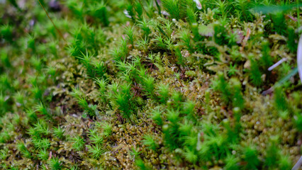 Close-up view of fresh green moss growing in a forest environment