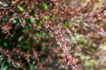 A closeup of a tree branch with beautiful flowers showcasing vivid colors