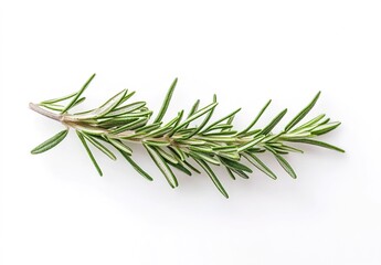 Fototapeta premium A fresh rosemary sprig with green needle-like leaves and brown stem isolated on a pure white background.