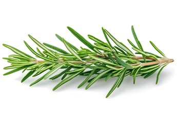 Fototapeta premium A fresh rosemary sprig with green needle-like leaves and brown stem isolated on a pure white background.