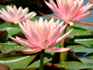 Close-up view of lotus flowers emerging from water Multiple blooms with round petals and central...