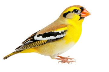 Naklejka premium Stunning Yellow Finch Portrait . Transparent background PNG