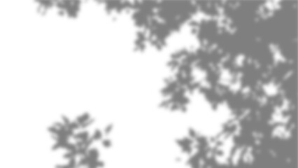 Obraz premium Realistic transparent shadow of tree branch with overlay effect