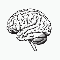 human brain vector