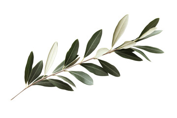Elegant Olive Branch - Nature's Exquisite Beauty . Transparent background PNG