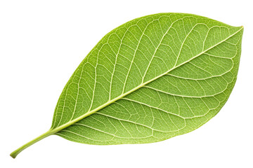 Fresh Green Leaf with Detailed Veins and Natural Textures