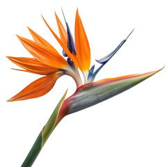 Vibrant tropical flower with unique shape and bright orange petals