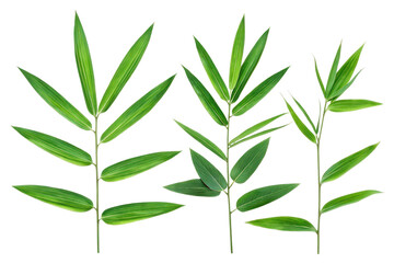 Fototapeta premium Green Bamboo Leaves Isolated on Transparent Background for Design