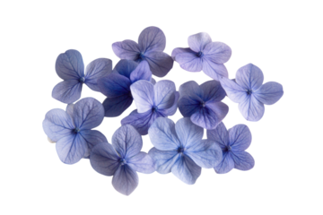 Delicate Lavender Hydrangea Petals . Transparent background PNG