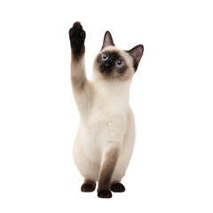 A curious Siamese cat raising its paw, displaying playfulness and interaction, isolated on a white background.