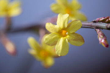 A close-up photograph showcasing small, bright yellow flowers blooming on a slender branch against a blurred, dark background.
