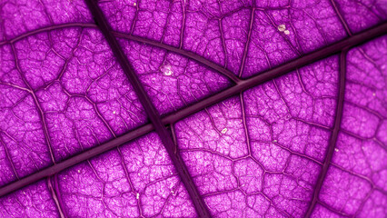 Detailed Macro Photograph of Leaves – Incredible Texture and Clarity for Science and Nature Content