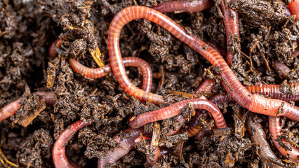 Fototapeta premium Many living earthworms for fishing in the soil, background