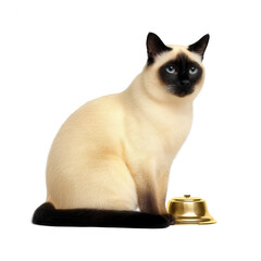 A Siamese cat sitting gracefully beside a golden bell, showcasing its striking blue eyes and elegant fur. Perfect for highlighting feline beauty and companionship.