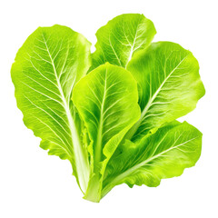 Obraz premium isolated transparent Background. Fresh green romaine lettuce leaves with visible veins and crisp texture