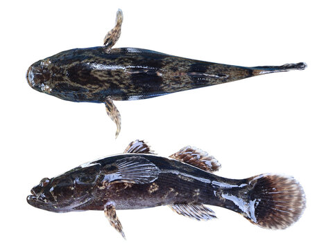 Betutu Fish (Oxyeleotris Marmorata) on transparent background