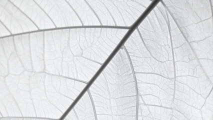 Detailed Macro Photograph of Leaves – Incredible Texture and Clarity for Science and Nature Content
