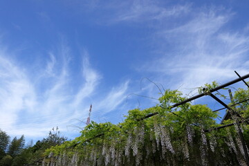 日本　埼玉の藤