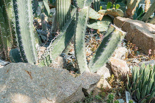 An outdoor scene showcases a lush collection of cacti and succulents against a rock wall, conveying themes of organic beauty, desert landscaping, or environmental conservation