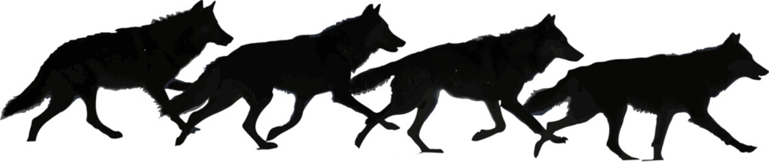 Wolf Pack Running Silhouette © Rezowan 