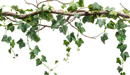 Vines with green leaves and dry branches on white ba 1721142993 4
