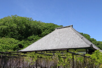 日本　埼玉の藤