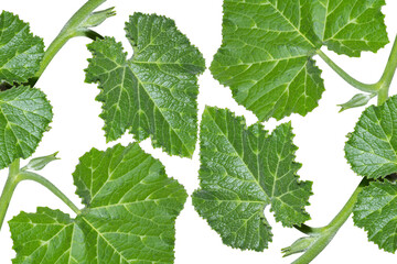 Green Chayote Leaves Isolated on Transparent Background