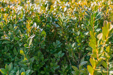 A lush, green aerial landscape with dense vegetation, symbolizing nature, environmental conservation, growth, and vitality