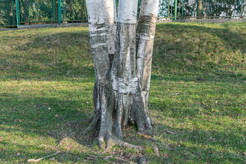 Close-up image of a group of birch trees with distinctive white bark in a park or garden setting,...