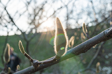 Close-up of early blooming cherry blossom buds, symbolizing new beginnings, renewal, and delicate beauty