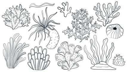 Coral doodle set. Ocean underwater flora design element. Cartoon isolated vector illustration.