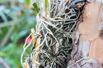 A captivating image featuring an ancient tree with peeling bark, a bird nest on its trunk,...