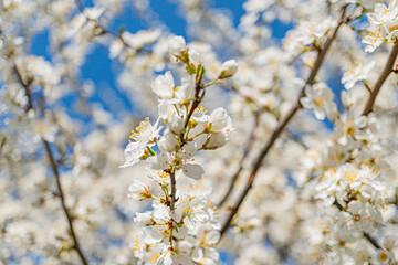 Close-up view of a tree branch with blooming small white flowers, having yellow centers branches...