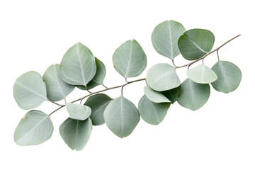 Obraz premium Delicate Eucalyptus Branch, Nature's Gentle Art . Transparent background PNG